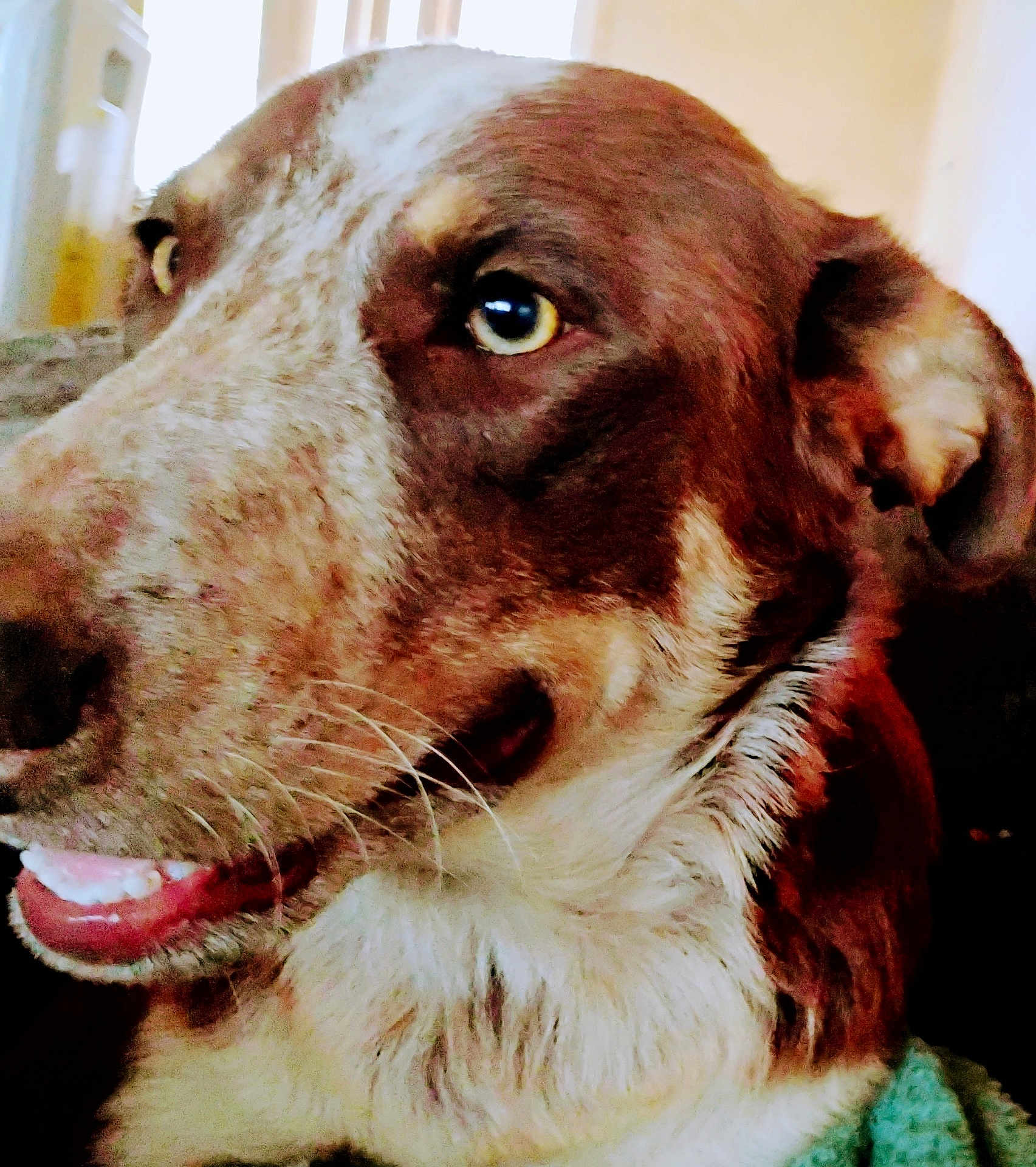 Ruger