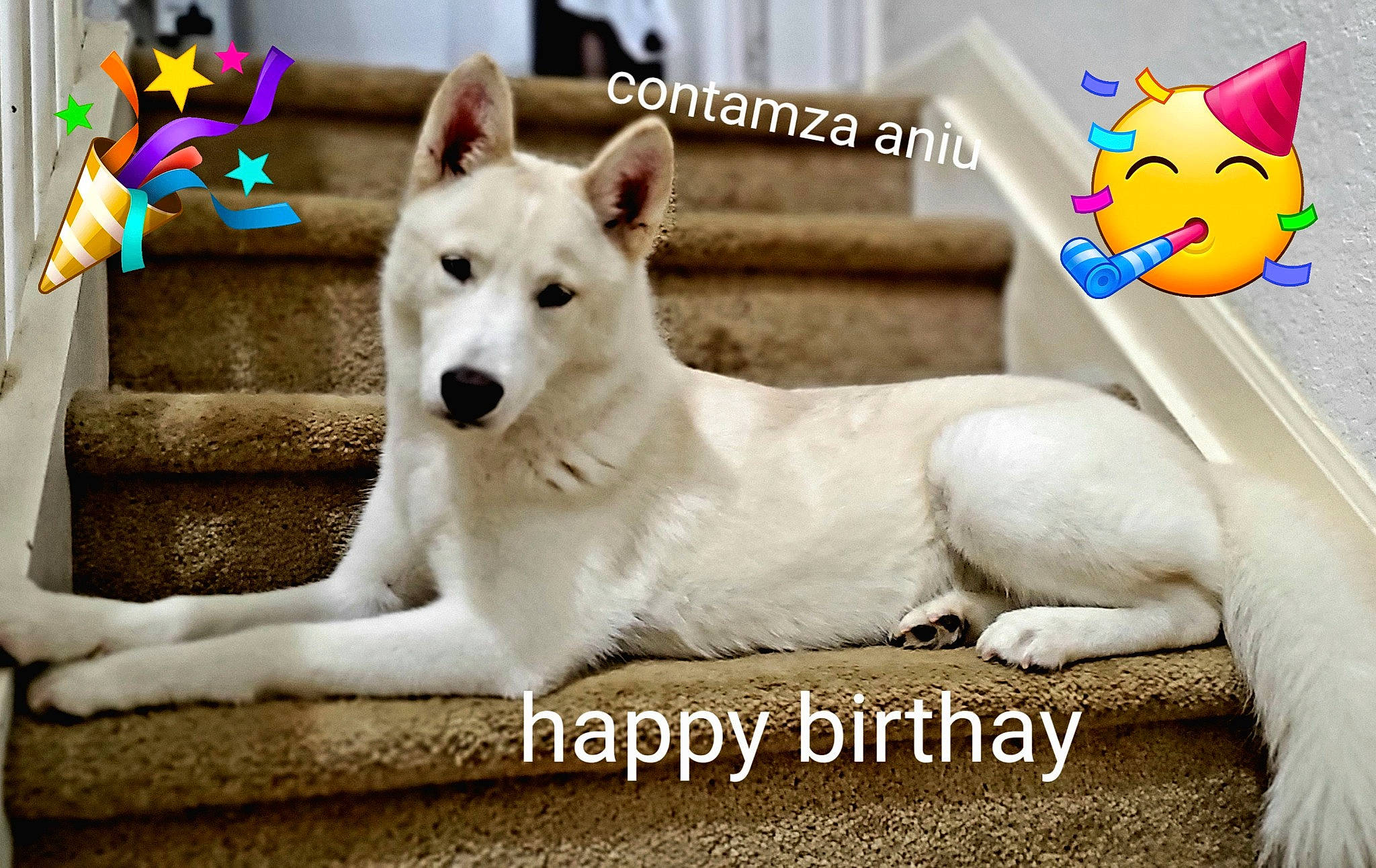Contanza Aniu joined the competition — help win amazing prizes! ancient_dog_breeds, carnivore, collar, companion_dog, dog, dog_breed, dog_supply, door, flooring, font, non_sporting_group, paw, photo_caption, photography, picture_frame, rectangle, room, tail, terrestrial_animal, whiskers