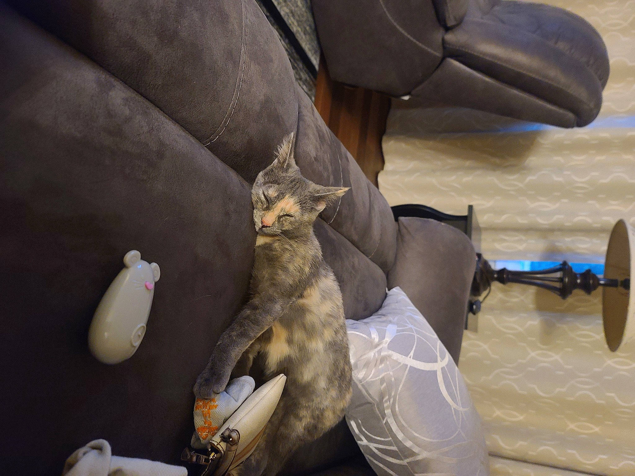 Kit is registered to the contest to win money with this photo: automotive_tire, bat, cat, claw, comfort, domestic_short_haired_cat, felidae, fish, fur, human_leg, landscape, metal, personal_protective_equipment, singing_sand, sitting, small_to_medium_sized_cats, tire, whiskers, wildlife