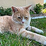 cat, cream_cat, white_cat, grass, outdoor, garden, plants, suburban, relaxed, animal, pet, feline, paws, stretching, nature, daylight, wall, window, greenery, closeup