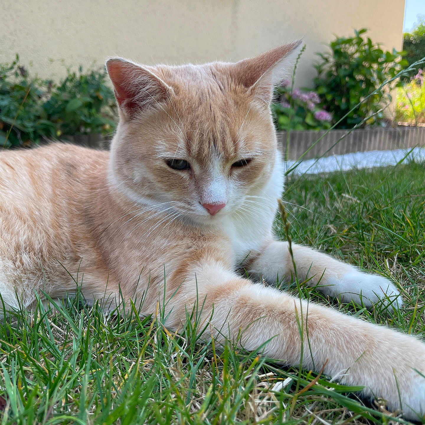 Ultra a rejoint le concours — aidez-le/la à gagner de superbes lots ! animal, cat, closeup, cream_cat, daylight, feline, garden, grass, greenery, nature, outdoor, paws, pet, plants, relaxed, stretching, suburban, wall, white_cat, window