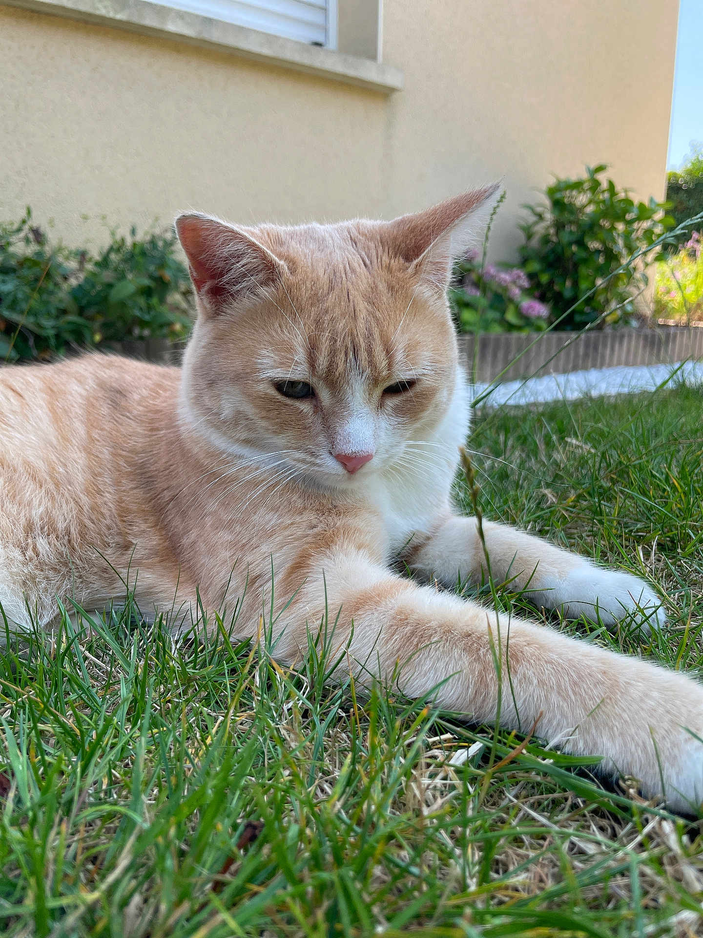 Ultra a rejoint le concours — aidez-le/la à gagner de superbes lots ! cat, cream_cat, white_cat, grass, outdoor, garden, plants, suburban, relaxed, animal, pet, feline, paws, stretching, nature, daylight, wall, window, greenery, closeup