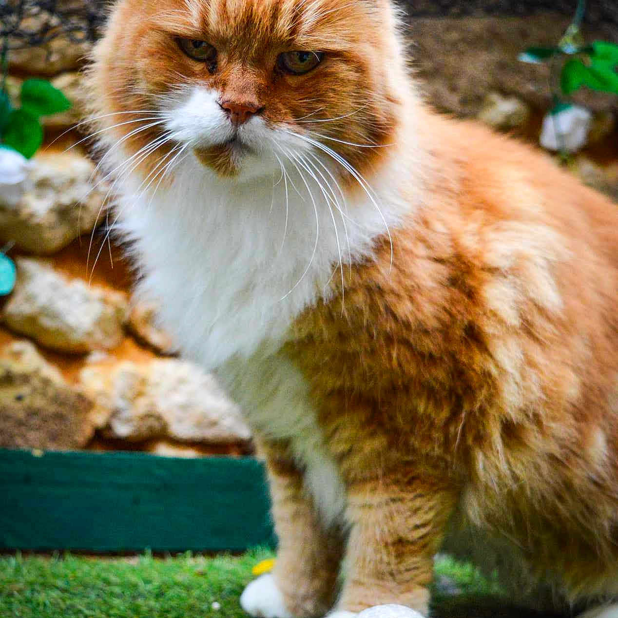 Ginger a rejoint le concours — aidez-le/la à gagner de superbes lots ! angora, animal, backyard, ball, cat, football, golf, golfball, grass, lawn, manx, nature, outdoors, pet, plant, soccer, soccerball, sphere, sport, yard