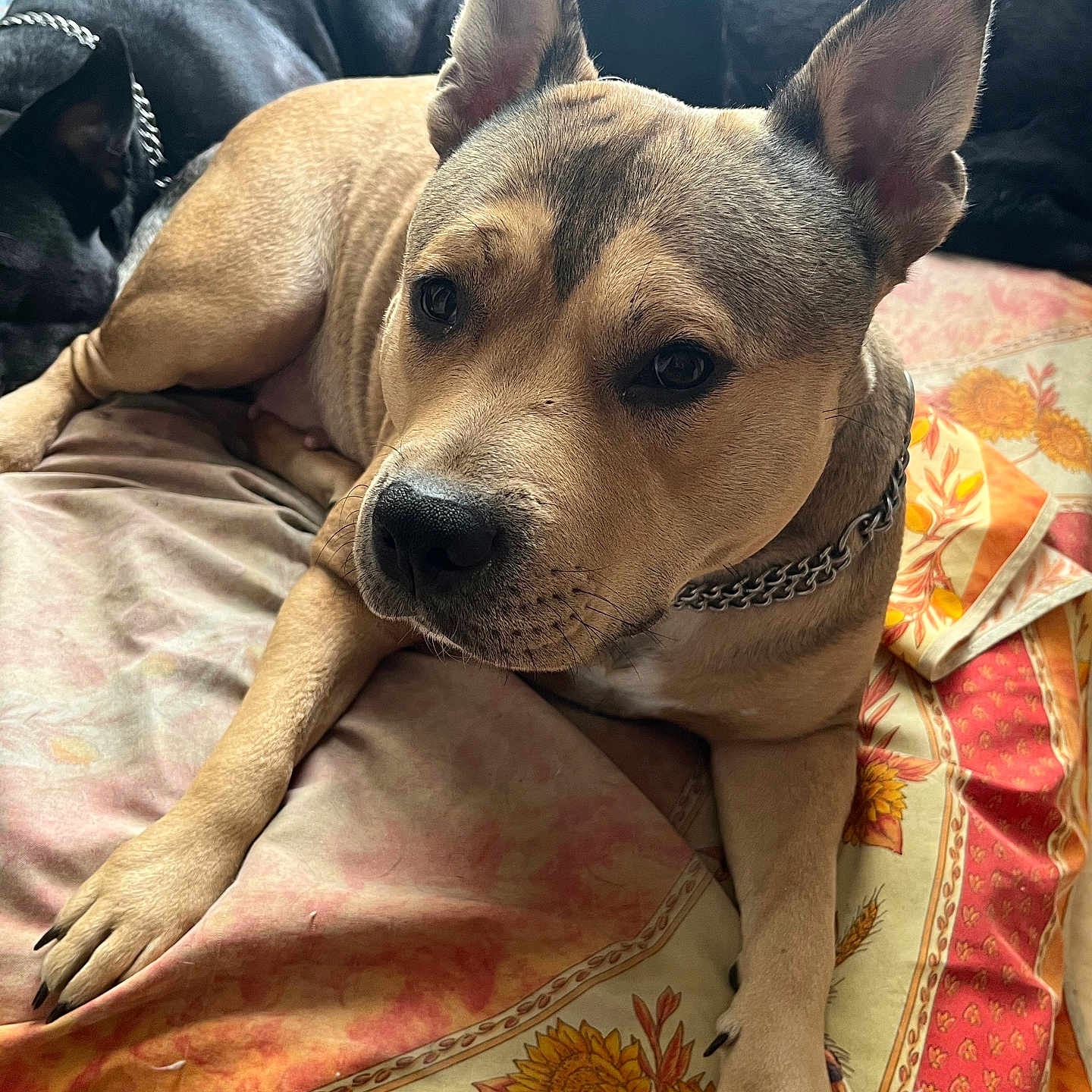 Kanna participe au concours pour gagner de l'argent avec cette photo : animal, bedspread, black_dog, blanket, chain_collar, closeup, companion, cozy, cute, dog, ears, floral_pattern, fur, indoor, paw, pet, relaxed, resting, sleeping, tan_dog