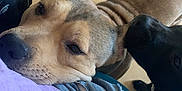 Kanna participe au concours pour gagner de l'argent avec cette photo : dog, dogs, pet, lap, person, clothing, purple_sweater, ripped_jeans, floor, indoor, sniffing, affection, closeup, animal, canine, resting, cute, cozy, casual, friendship
