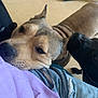 dog, dogs, pet, lap, person, clothing, purple_sweater, ripped_jeans, floor, indoor, sniffing, affection, closeup, animal, canine, resting, cute, cozy, casual, friendship