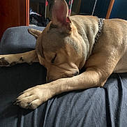 Kanna a rejoint le concours — aidez-le/la à gagner de superbes lots ! dog, sleeping, indoor, bed, paw, fur, chain_collar, relaxed, nap, brown_dog, black_bedspread, quiet, cozy, resting, animal, pet, canine, domestic, fur_texture, peaceful