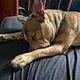 dog, sleeping, indoor, bed, paw, fur, chain_collar, relaxed, nap, brown_dog, black_bedspread, quiet, cozy, resting, animal, pet, canine, domestic, fur_texture, peaceful