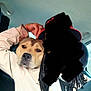Kanna a rejoint le concours — aidez-le/la à gagner de superbes lots ! dog, person, car_interior, seatbelt, hat, braided_hair, cross_necklace, casual_clothing, hand, ear, window, seat, calm, portrait, indoor, closeup, expression, friendship, companionship, resting