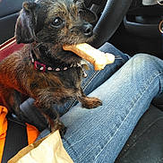 Zoey joined the competition — help win amazing prizes! bell, black, bone, brown, car, collar, dog, hands, human, indoor, jeans, lap, orange_shirt, pet, scruffy, seat, seatbelt, small_dog, treat, window