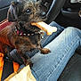 bell, black, bone, brown, car, collar, dog, hands, human, indoor, jeans, lap, orange_shirt, pet, scruffy, seat, seatbelt, small_dog, treat, window