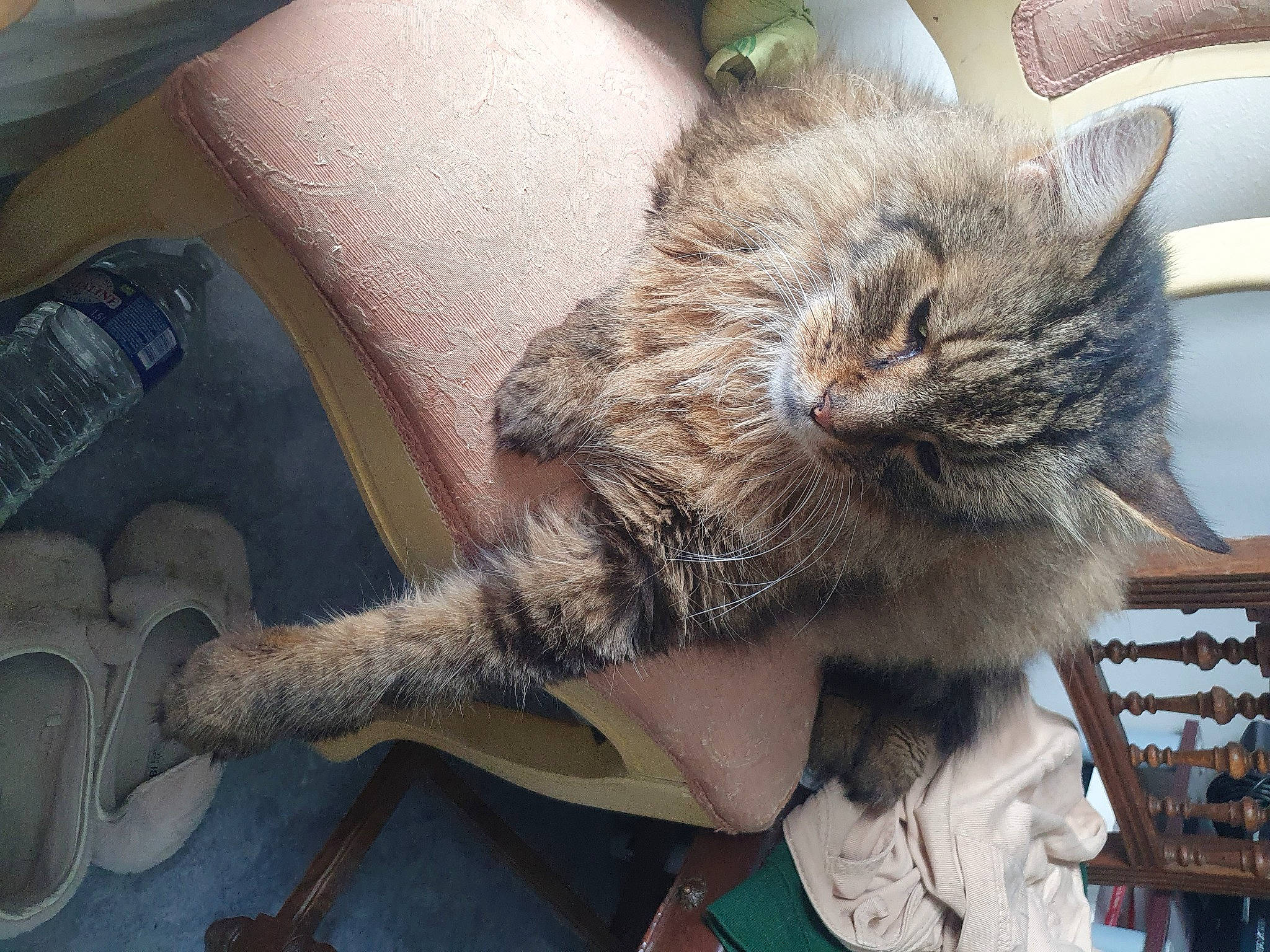 Satis a rejoint le concours — aidez-le/la à gagner de superbes lots ! carnivore, cat, cat_supply, chair, claw, comfort, domestic_short_haired_cat, felidae, fur, gas, grey, nap, paw, small_to_medium_sized_cats, snout, tail, water_bottle, whiskers, windshield