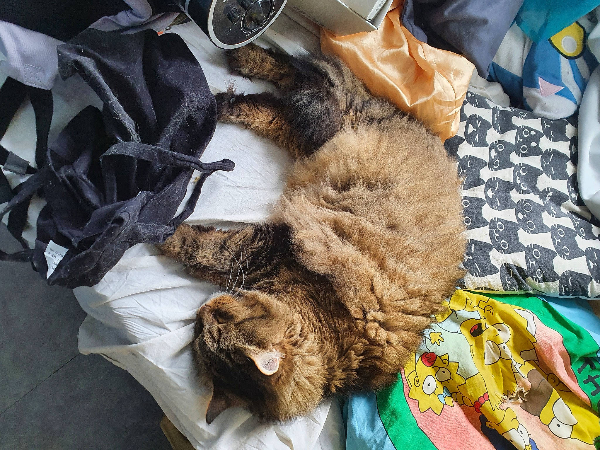 Satis participe au concours pour gagner de l'argent avec cette photo : bag, carnivore, cat, claw, comfort, companion_dog, domestic_short_haired_cat, eyewear, fashion_accessory, felidae, fur, linens, nap, natural_material, pattern, paw, small_to_medium_sized_cats, tail, terrestrial_animal, whiskers