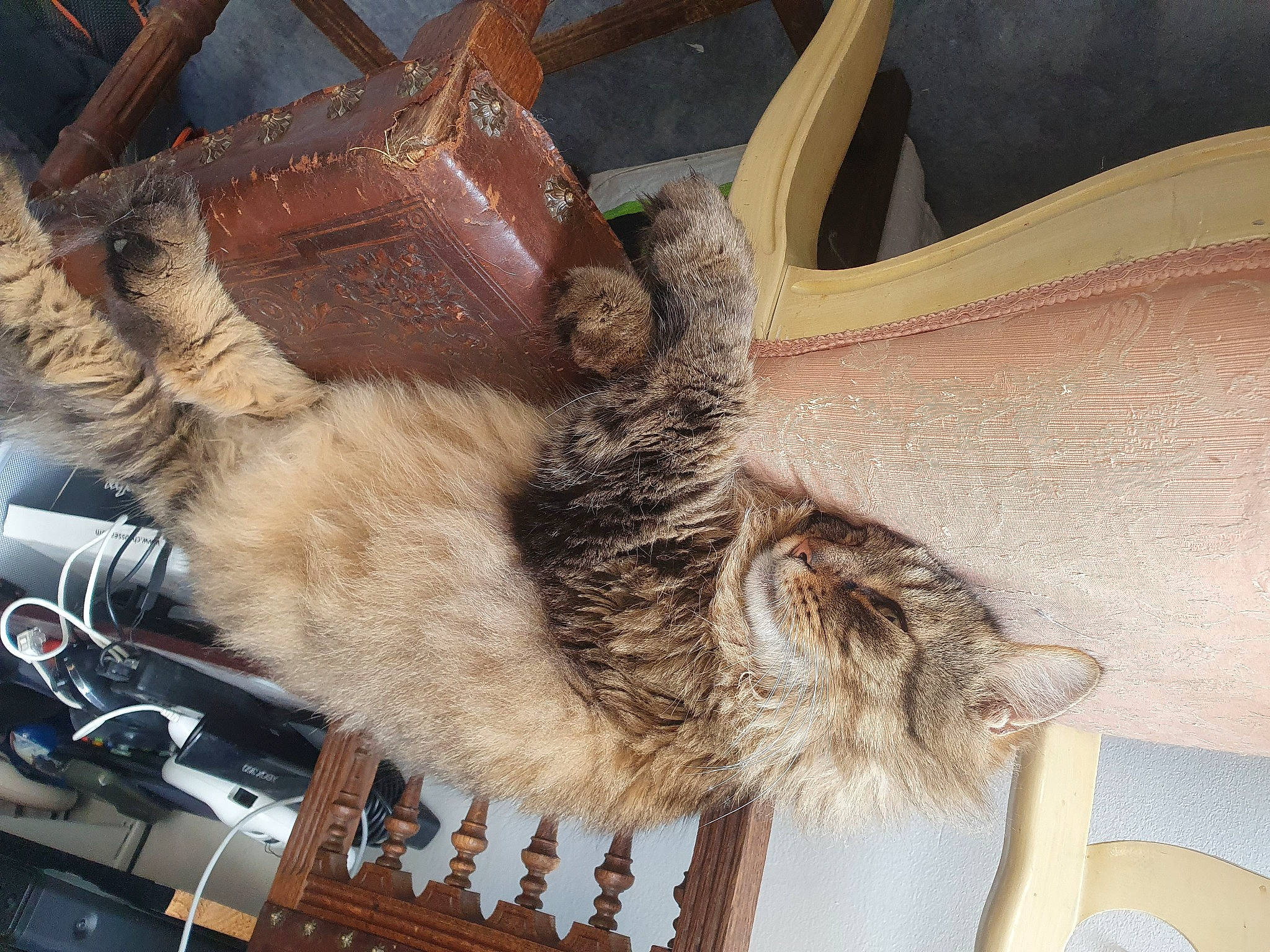 Satis a rejoint le concours — aidez-le/la à gagner de superbes lots ! canidae, carnivore, cat, claw, domestic_short_haired_cat, fawn, felidae, fur, goats, human_leg, metal, paw, small_to_medium_sized_cats, tail, thigh, whiskers, wood, working_animal