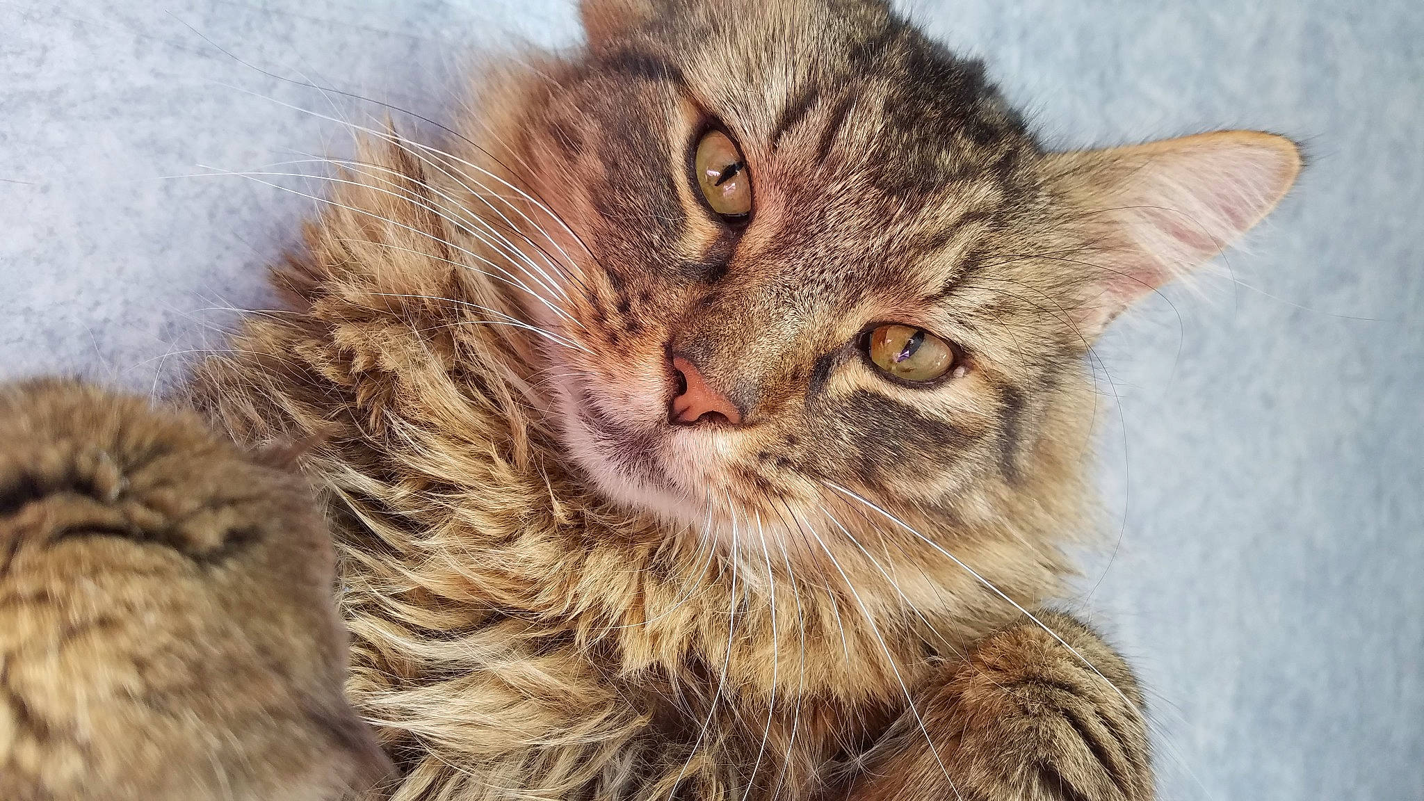 Satis a rejoint le concours — aidez-le/la à gagner de superbes lots ! carnivore, cat, close_up, domestic_short_haired_cat, eye, felidae, fur, maine_coon, paw, siberian, small_to_medium_sized_cats, snout, terrestrial_animal, whiskers, wildlife