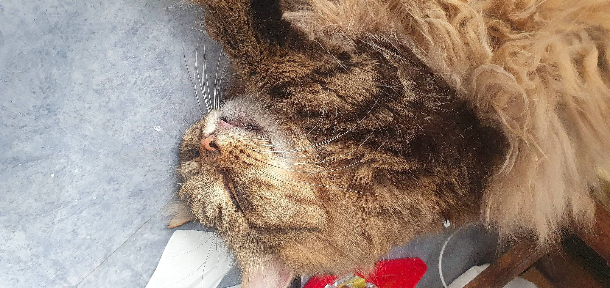 Satis a rejoint le concours — aidez-le/la à gagner de superbes lots ! carnivore, cat, claw, comfort, cutlery, domestic_short_haired_cat, fawn, felidae, fur, kitchen_utensil, nap, paw, sleep, small_to_medium_sized_cats, snout, spoon, tableware, tail, terrestrial_animal, whiskers