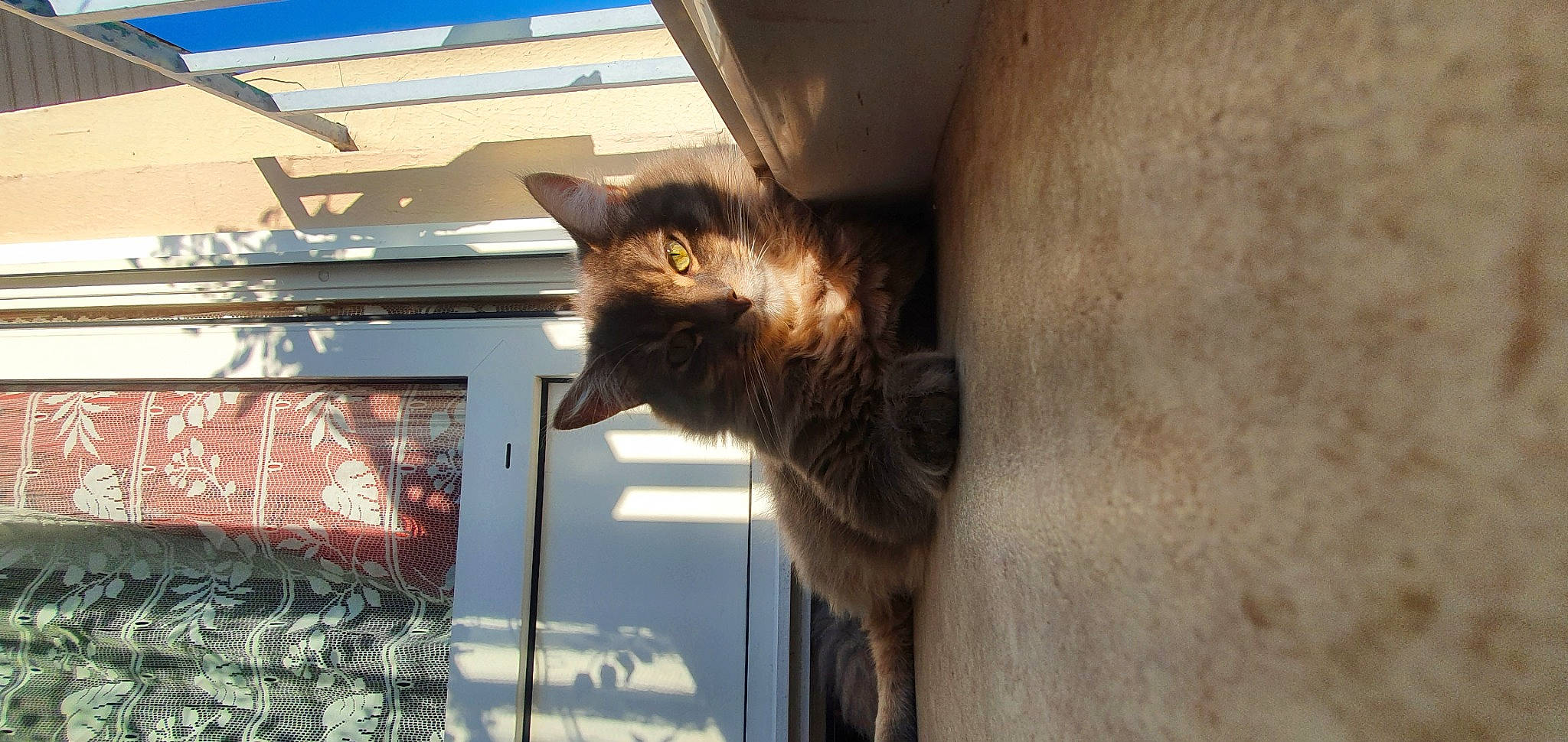 Garfield participe au concours pour gagner de l'argent avec cette photo : brown, carnivore, cat, domestic_short_haired_cat, door, felidae, fur, small_to_medium_sized_cats, tail, tints_and_shades, whiskers, window, wood