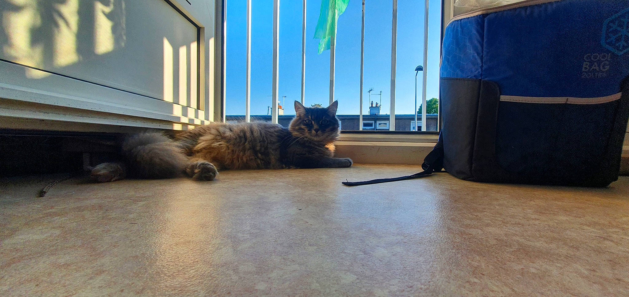 Garfield a rejoint le concours — aidez-le/la à gagner de superbes lots ! asphalt, black_cat, carnivore, cat, comfort, domestic_short_haired_cat, felidae, floor, flooring, fur, hardwood, road_surface, room, shadow, small_to_medium_sized_cats, tail, terrestrial_animal, tints_and_shades, whiskers, wood