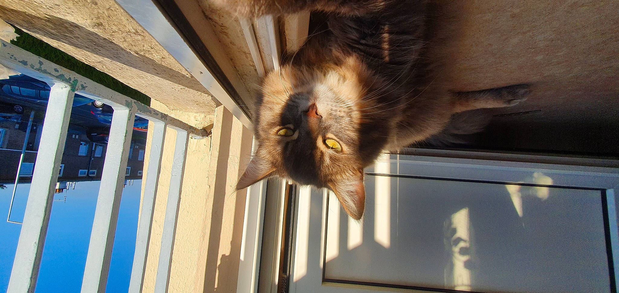 Garfield a rejoint le concours — aidez-le/la à gagner de superbes lots ! carnivore, cat, claw, domestic_short_haired_cat, fawn, felidae, fur, hardwood, paw, small_to_medium_sized_cats, snout, tail, whiskers, wood