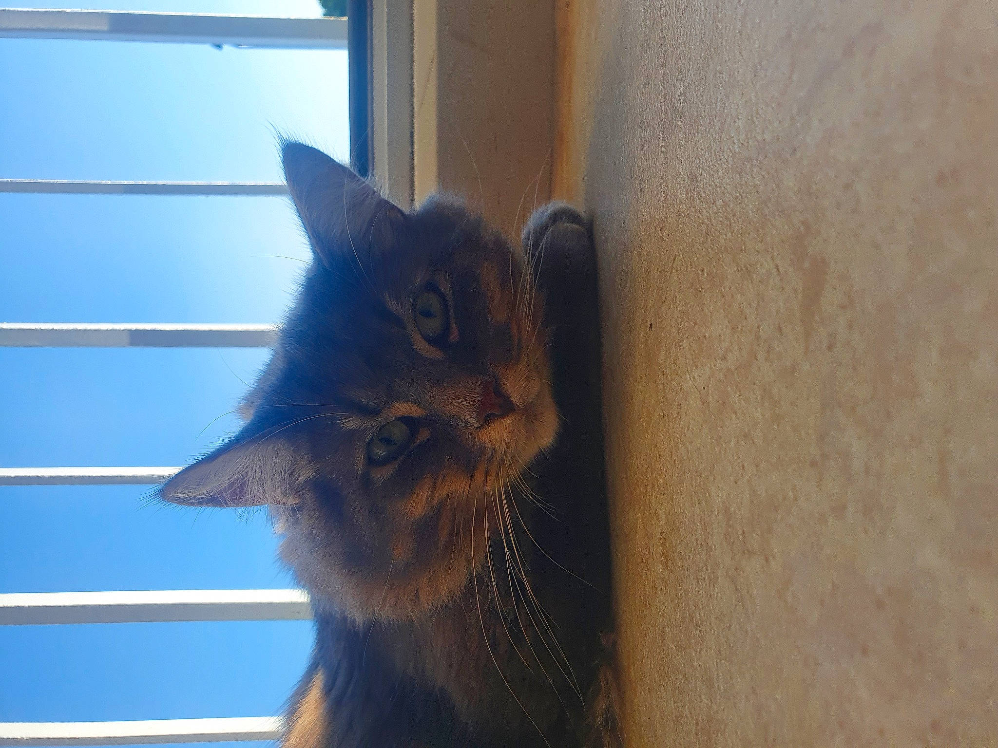 Garfield participe au concours pour gagner de l'argent avec cette photo : carnivore, cat, domestic_short_haired_cat, door, electric_blue, felidae, flooring, fur, hardwood, sky, small_to_medium_sized_cats, snout, tail, terrestrial_animal, whiskers, window, wood