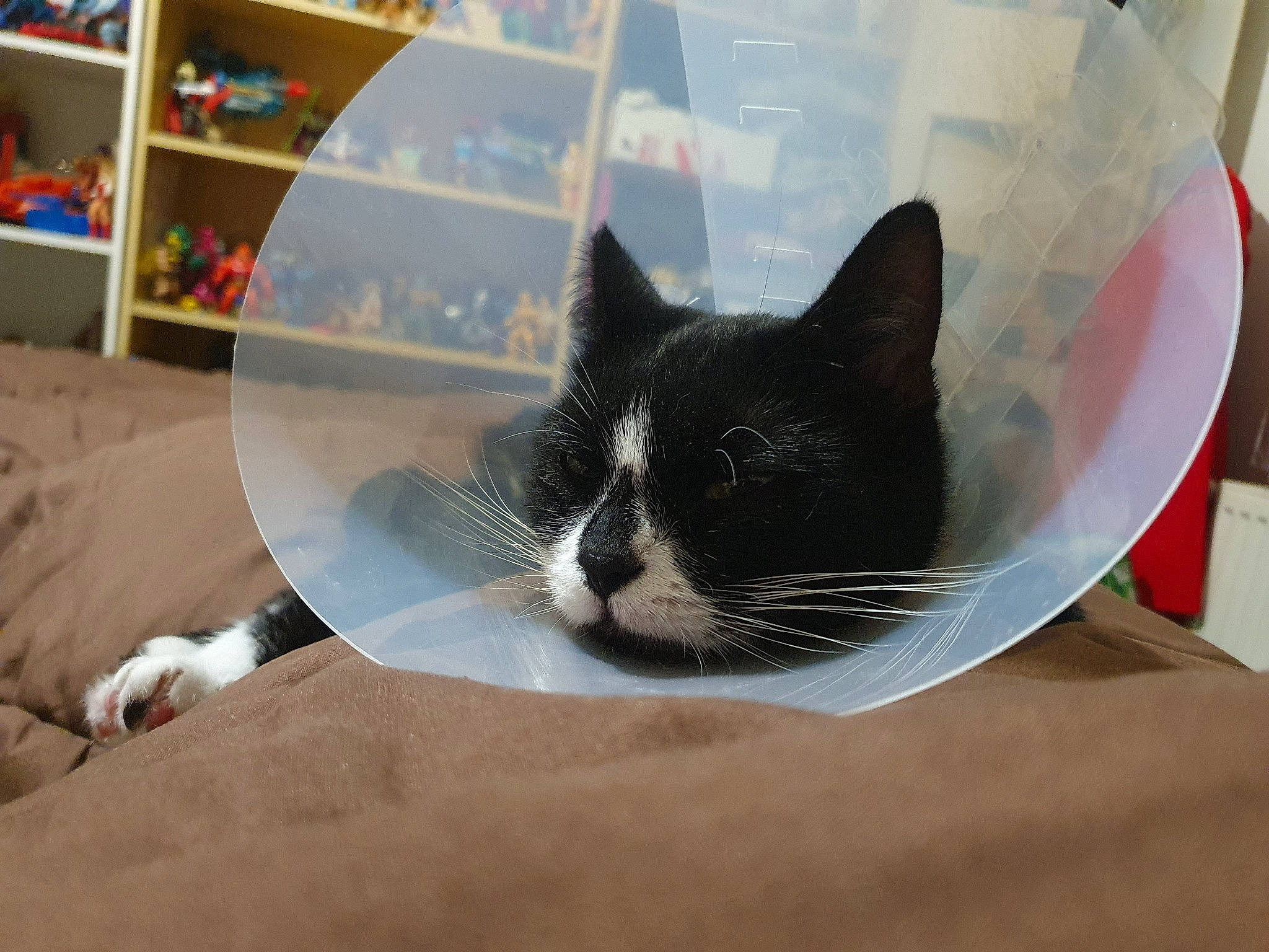 Yuri participe au concours pour gagner de l'argent avec cette photo : box, carnivore, cat, comfort, domestic_short_haired_cat, felidae, floor, flooring, fur, grey, mammal, shelf, small_to_medium_sized_cats, snout, tail, tree, vertebrate, whiskers, window, wood