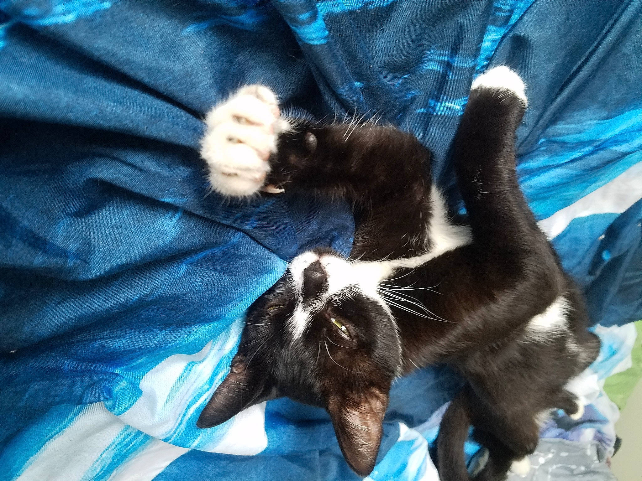 Yuri a rejoint le concours — aidez-le/la à gagner de superbes lots ! canidae, carnivore, cat, claw, comfort, dog_breed, electric_blue, felidae, fur, gesture, lap, mammal, nail, small_to_medium_sized_cats, sporting_group, tail, vertebrate, whiskers, wrist