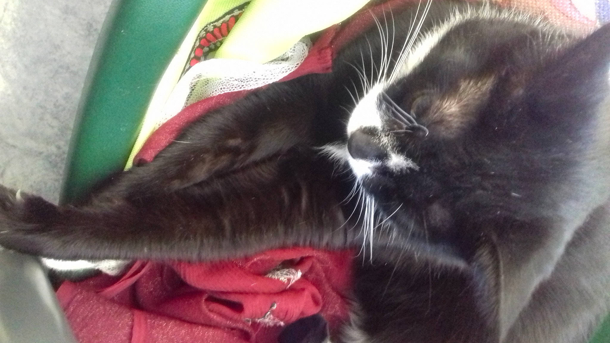 Yuri a rejoint le concours — aidez-le/la à gagner de superbes lots ! black_cat, carmine, carnivore, cat, claw, comfort, domestic_short_haired_cat, ear, felidae, foot, fur, human_leg, lap, nap, paw, red, small_to_medium_sized_cats, snout, tail, whiskers