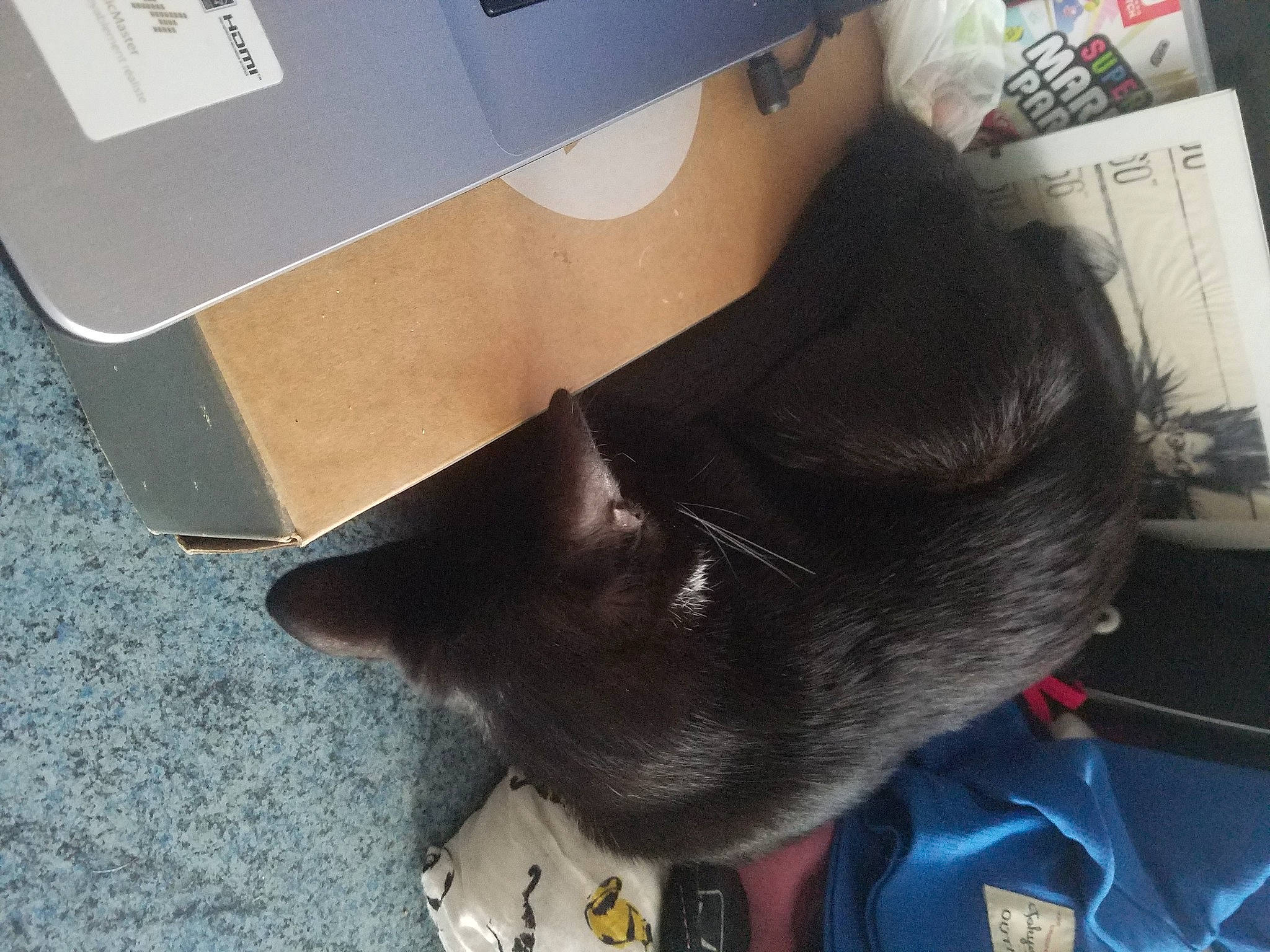 Yuri participe au concours pour gagner de l'argent avec cette photo : automotive_exterior, box, bumper, carmine, carnivore, carton, collar, dog_breed, felidae, fur, headgear, helmet, personal_protective_equipment, shipping_box, small_to_medium_sized_cats, snout, sporting_group, tail, whiskers, working_animal