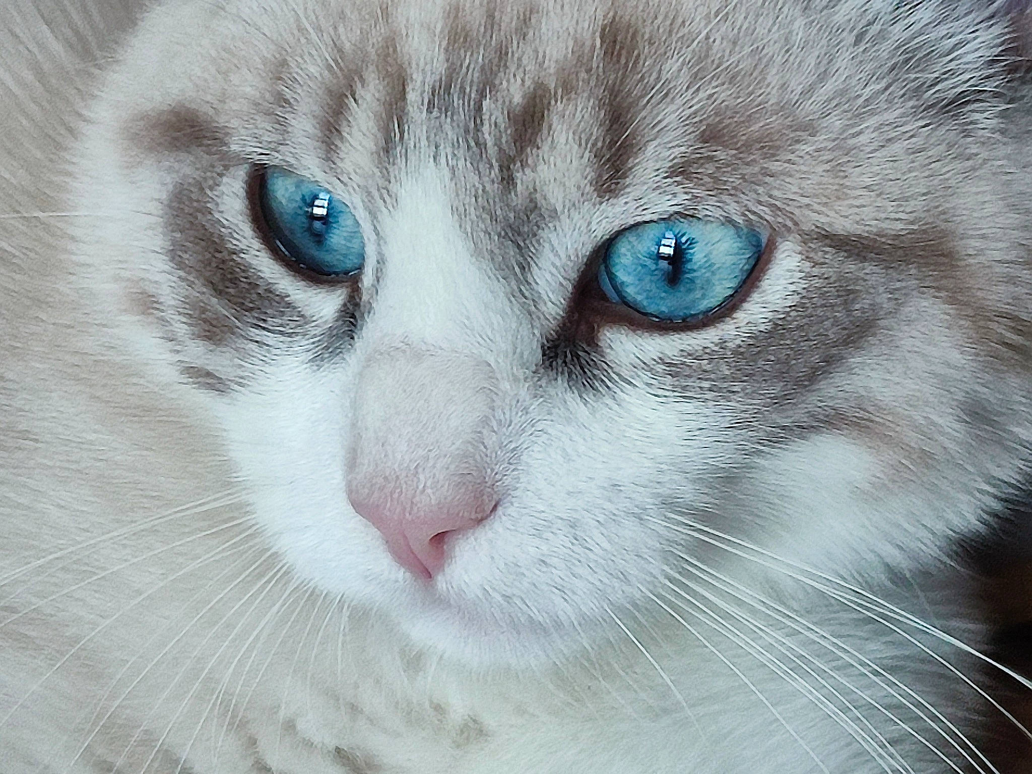 Hadès a rejoint le concours — aidez-le/la à gagner de superbes lots ! art, carnivore, cat, close_up, domestic_short_haired_cat, electric_blue, eye, fawn, felidae, fur, hair, head, human_body, mammal, no_expression, small_to_medium_sized_cats, snout, tail, vertebrate, whiskers