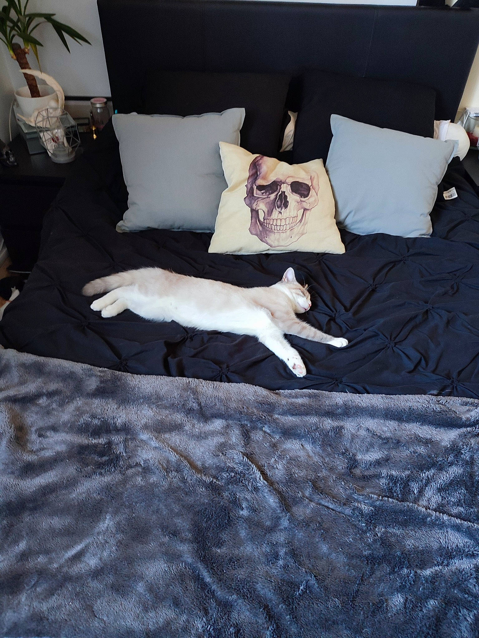 Hadès a rejoint le concours — aidez-le/la à gagner de superbes lots ! carnivore, cat, comfort, companion_dog, couch, felidae, floor, flooring, furniture, grey, hardwood, houseplant, linens, pillow, plant, rectangle, small_to_medium_sized_cats, studio_couch, tints_and_shades, wood