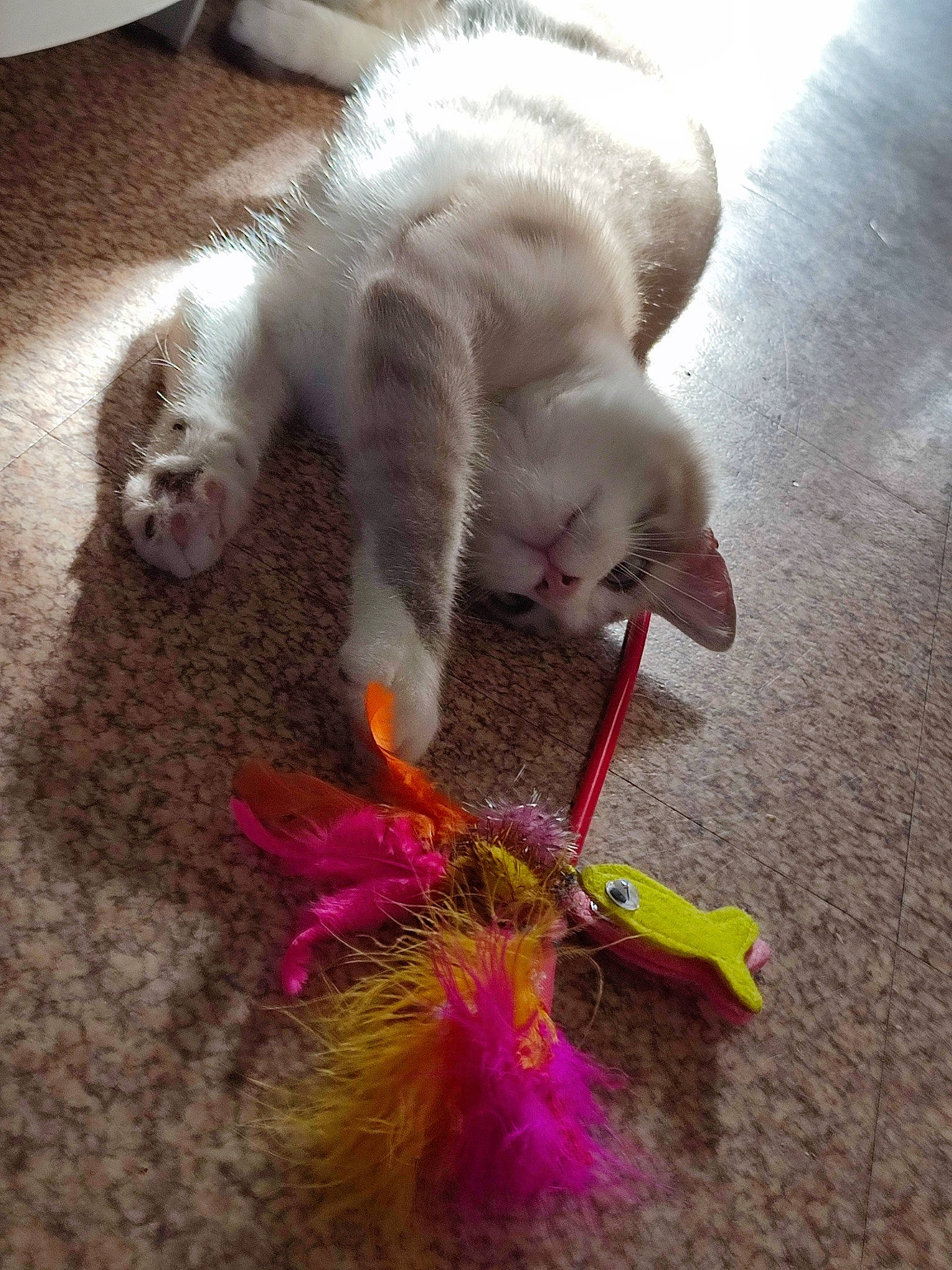 Hadès a rejoint le concours — aidez-le/la à gagner de superbes lots ! canidae, carnivore, cat, cat_toy, claw, comfort, companion_dog, domestic_short_haired_cat, fawn, felidae, flooring, foot, fur, paw, sand, small_to_medium_sized_cats, snout, tail, toy, whiskers