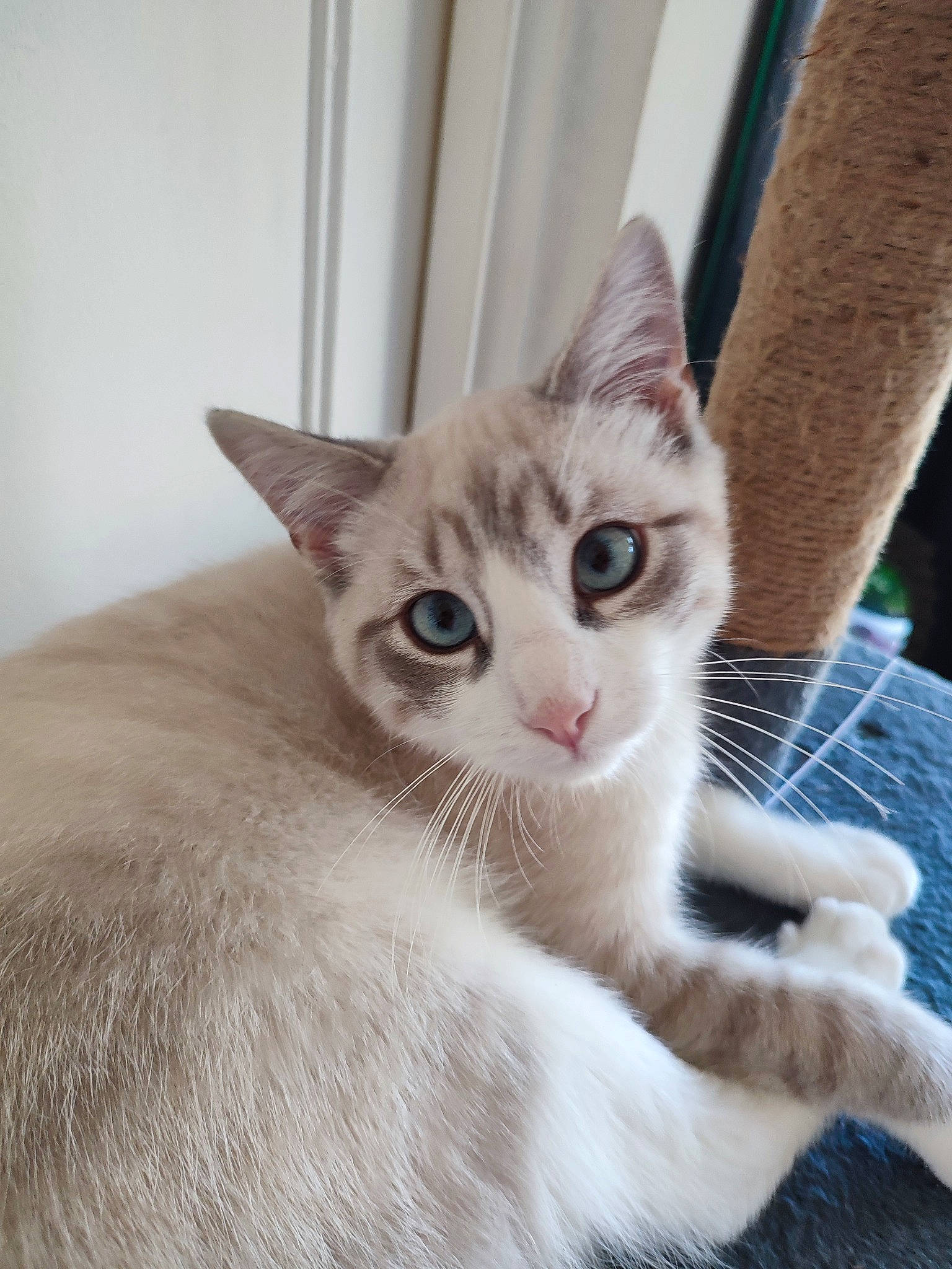 Hadès participe au concours pour gagner de l'argent avec cette photo : carnivore, cat, cat_furniture, claw, comfort, domestic_short_haired_cat, fawn, felidae, foot, fur, iris, paw, sitting, small_to_medium_sized_cats, snout, tail, whiskers, window, wood