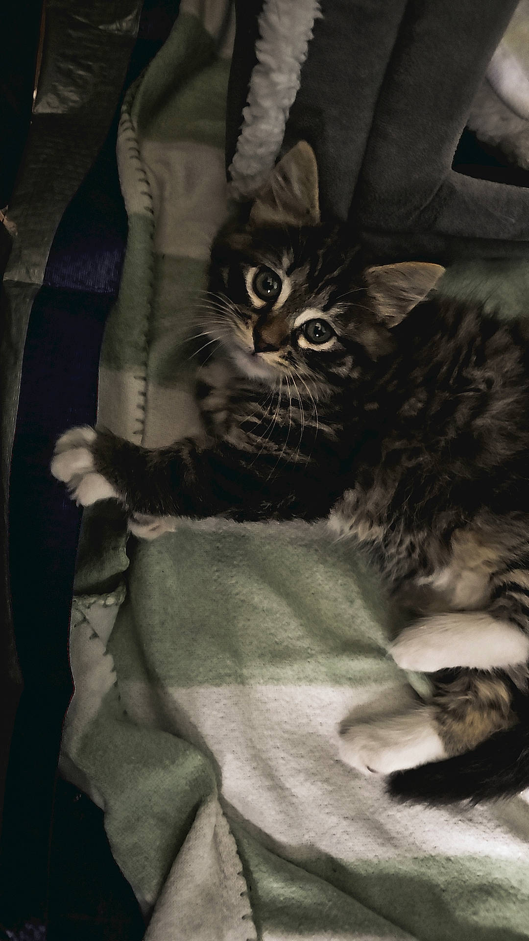 Xena joined the competition — help win amazing prizes! carnivore, cat, claw, comfort, darkness, domestic_short_haired_cat, felidae, fur, grey, monochrome_photography, paw, sleeve, small_to_medium_sized_cats, snout, tail, terrestrial_animal, whiskers