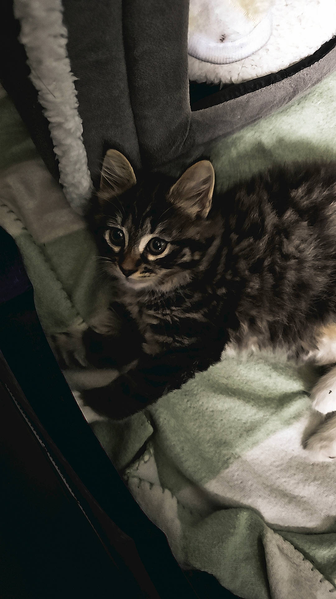 Xena is registered to the contest to win money with this photo: black, carnivore, cat, claw, comfort, darkness, domestic_short_haired_cat, felidae, fur, grey, iris, monochrome, monochrome_photography, paw, sitting, small_to_medium_sized_cats, snout, tail, terrestrial_animal, whiskers