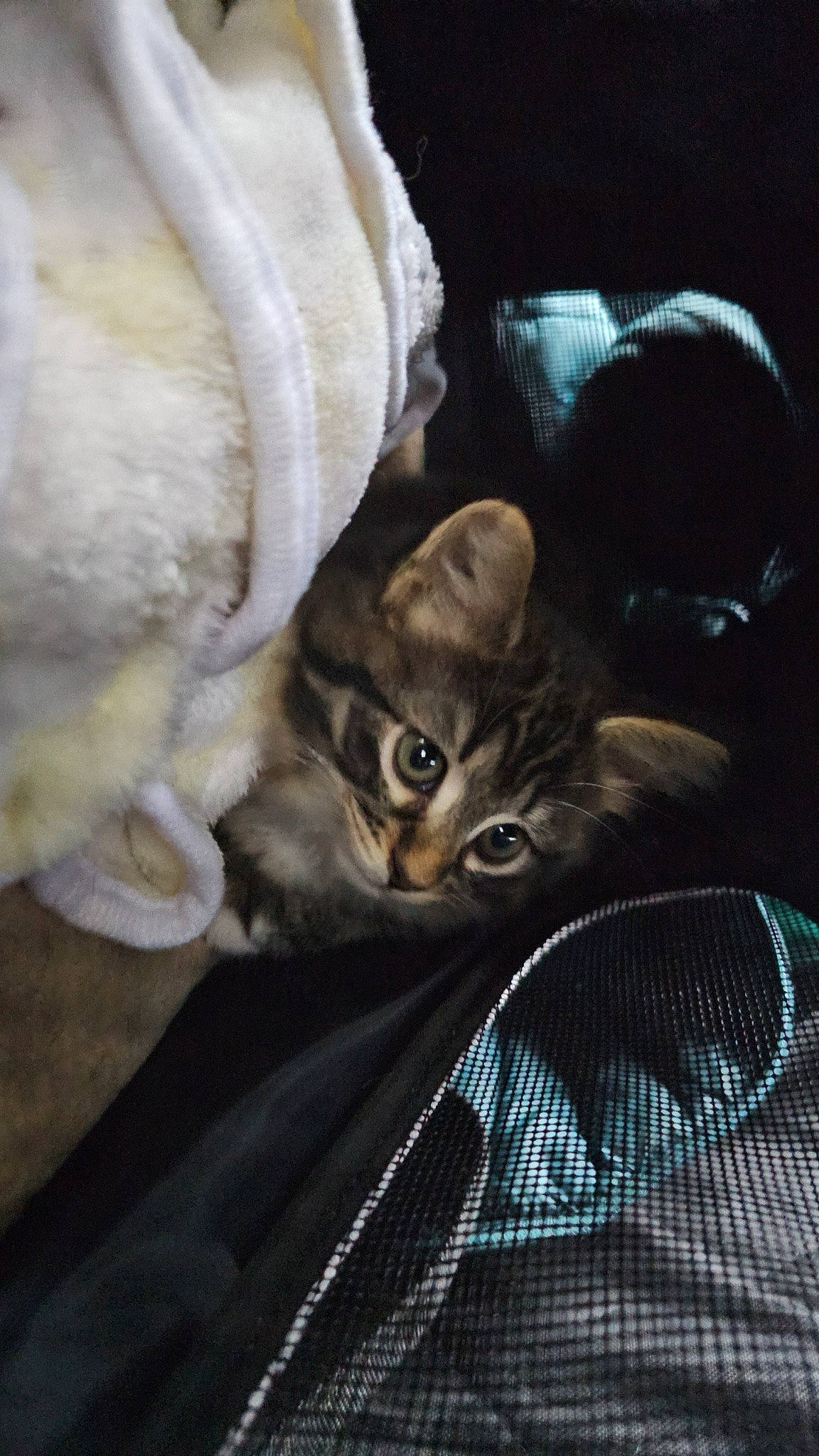 Xena is registered to the contest to win money with this photo: carnivore, cat, claw, comfort, darkness, domestic_short_haired_cat, ear, felidae, fur, paw, small_to_medium_sized_cats, tail, whiskers