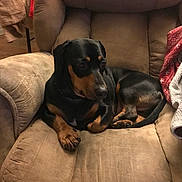 Jagger is registered to the contest to win money with this photo: dog, armchair, blanket, indoor, pet, furniture, relaxed, black_and_tan, canine, cozy, living_room, seated, comfort, domestic, resting, animal, fur, paw, couch, home