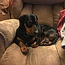 dog, armchair, blanket, indoor, pet, furniture, relaxed, black_and_tan, canine, cozy, living_room, seated, comfort, domestic, resting, animal, fur, paw, couch, home