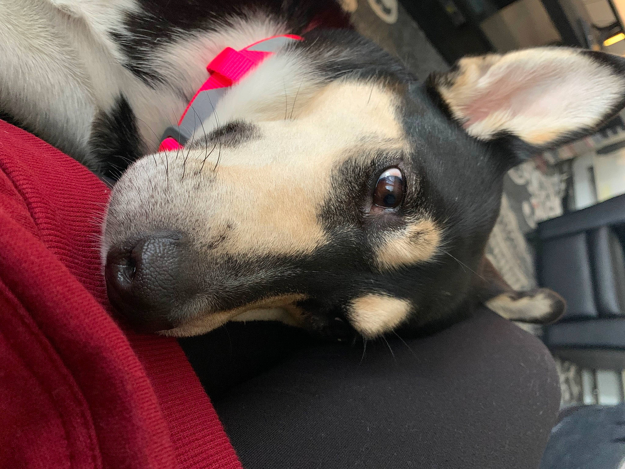 Princess is registered to the contest to win money with this photo: canidae, carnivore, collar, comfort, companion_dog, dog, dog_breed, eyelash, fawn, fur, jaw, nap, paw, pet_supply, puppy, snout, sporting_group, terrestrial_animal, whiskers, working_animal