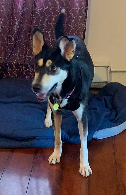 Princess is registered to the contest to win money with this photo: canidae, carnivore, collar, companion_dog, dog, dog_breed, dog_supply, fawn, floor, flooring, hardwood, herding_dog, paw, snout, sporting_group, table, tail, wood, working_animal, working_dog