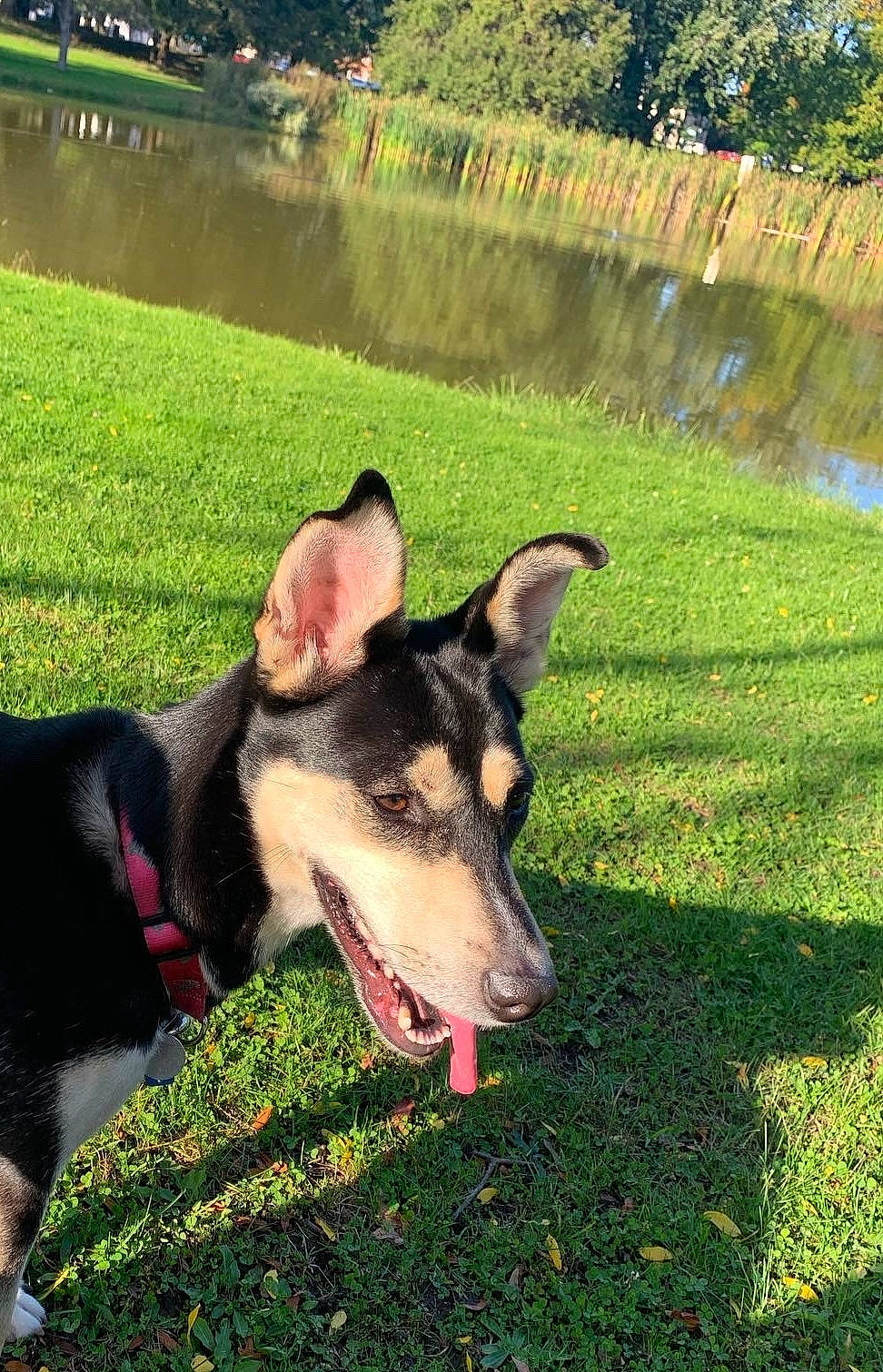 Princess is registered to the contest to win money with this photo: canidae, carnivore, collar, companion_dog, dog, dog_breed, garden, grass, herding_dog, lawn, leisure, plant, recreation, snout, sporting_group, tree, working_animal, working_dog