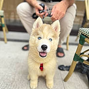 Sky participe au concours pour gagner de l'argent avec cette photo : puppy, dog, husky, blue_eyes, red_collar, happy, smiling, sitting, person, leash, outdoor, cafe, chair, concrete_floor, casual_clothing, blurred_background, pet, animal, cute, portrait