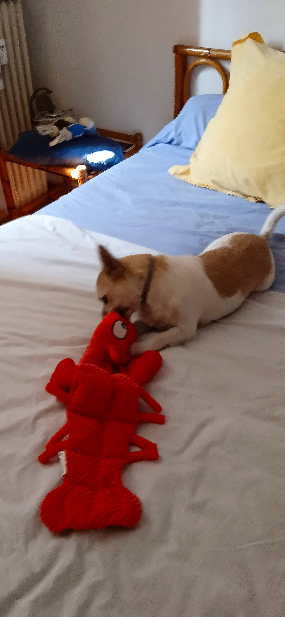 César participe au concours pour gagner de l'argent avec cette photo : bed, blue, carnivore, cat, comfort, companion_dog, dog_breed, fawn, felidae, flooring, fur, hardwood, linens, paw, room, small_to_medium_sized_cats, tail, textile, whiskers, wood