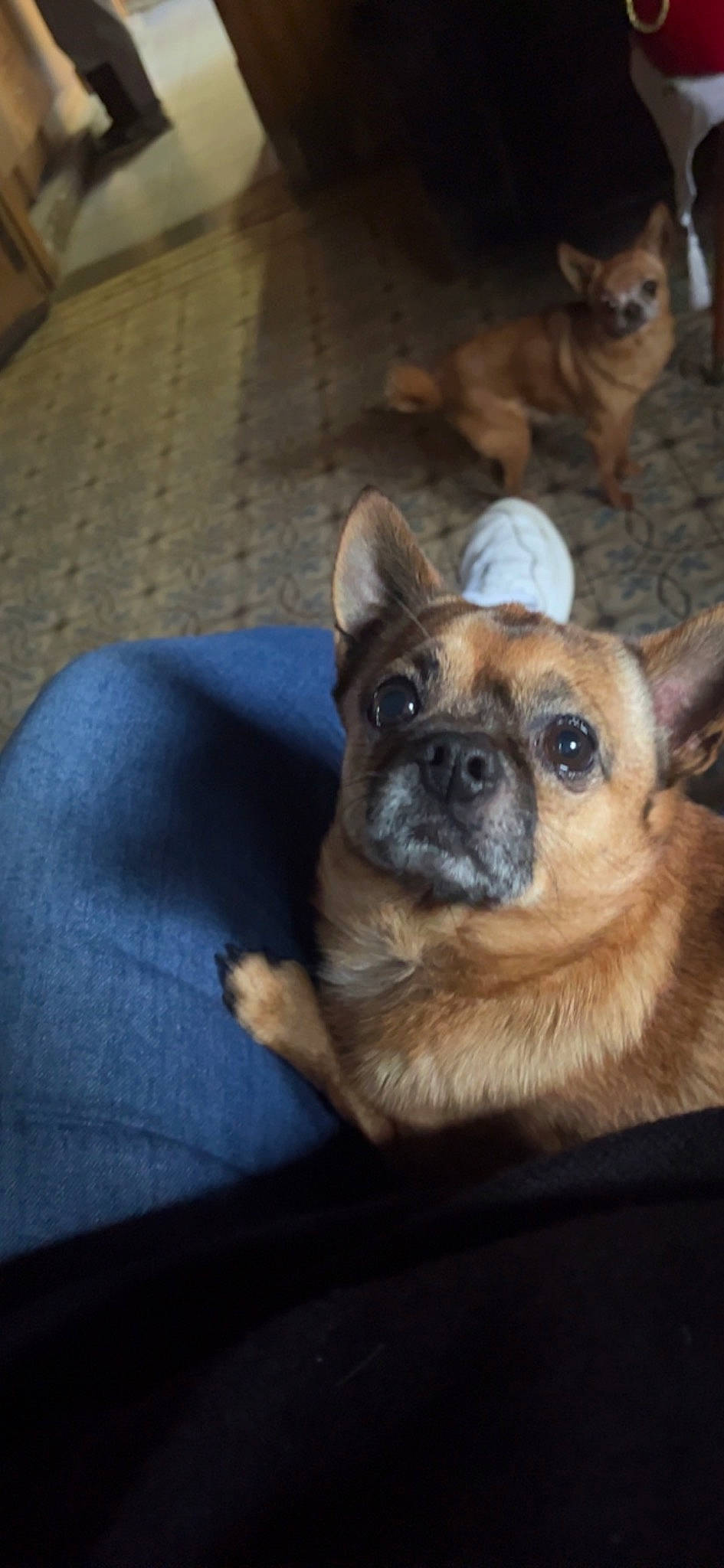 Falko participe au concours pour gagner de l'argent avec cette photo : canidae, carnivore, comfort, companion_dog, dog, dog_breed, ear, fawn, fur, non_sporting_group, puppy, snout, sporting_group, terrestrial_animal, toy_dog, whiskers, working_animal