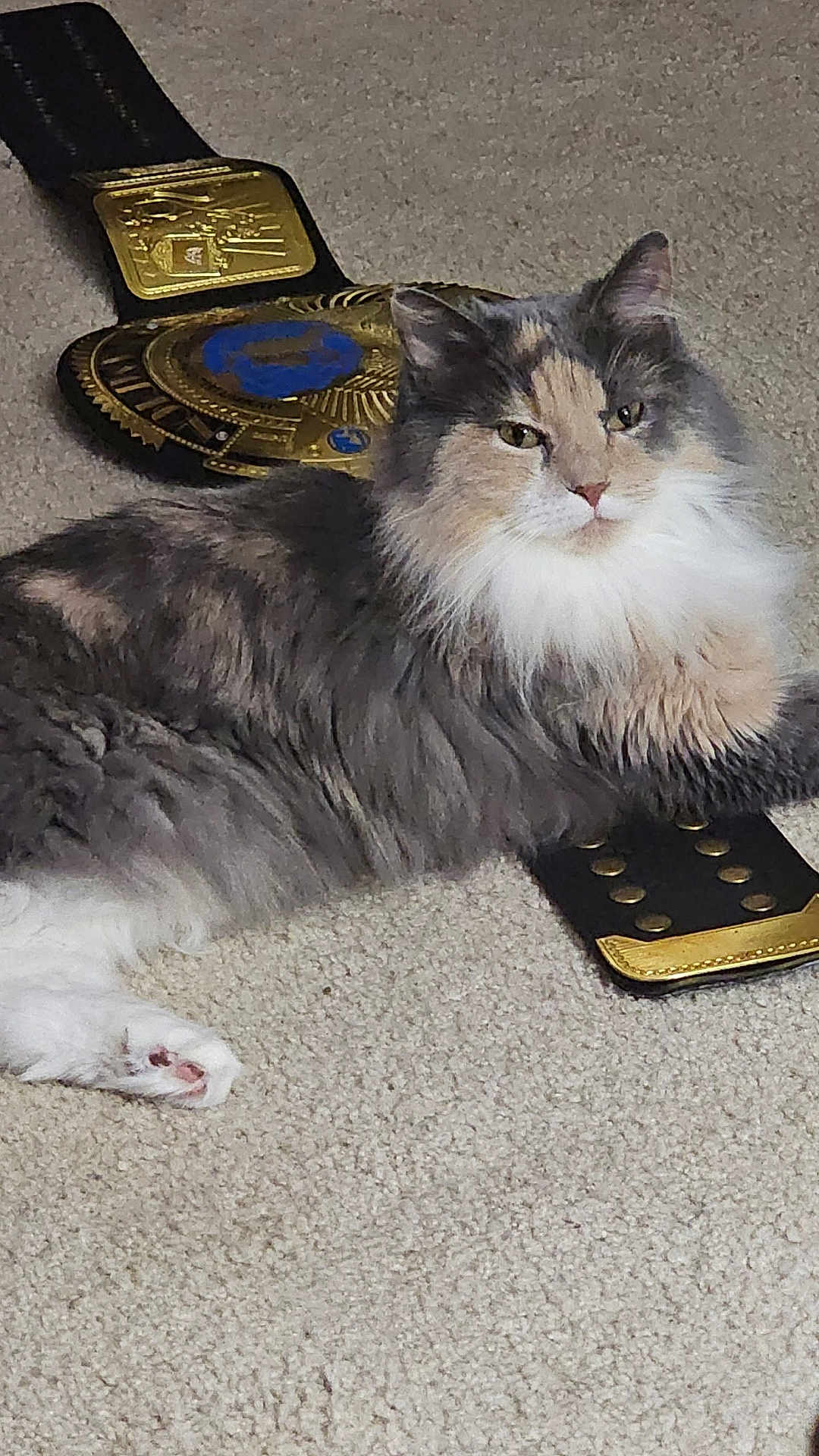 Captian Marvel joined the competition — help win amazing prizes! cat, fluffy, carpet, championship_belt, pet, animal, feline, relaxed, laying_down, indoor, close_up, fur, whiskers, paws, eyes, face, domestic_animal, resting, cute, mammal