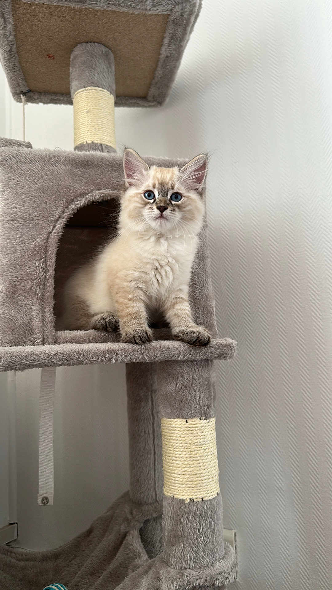 Loky participe au concours pour gagner de l'argent avec cette photo : kitten, cat, cat_tree, blue_eyes, fluffy, indoor, pet, animal, feline, curious, cozy, plush, gray, white_wall, looking, sitting, young, cute, domestic_cat, playful