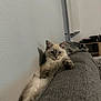 Loky participe au concours pour gagner de l'argent avec cette photo : cat, fluffy, couch, gray, relaxed, indoor, pet, feline, stretching, blanket, wall, shelf, cozy, home, furniture, cute, animal, resting, living_room, soft