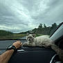 Loky participe au concours pour gagner de l'argent avec cette photo : animal, car, cat, cloudy_sky, companion, curious, dashboard, field, fluffy, human_arm, nature, outdoor_view, pet, relaxed, road, transportation, trees, vehicle_interior, watch, window