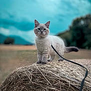 Loky participe au concours pour gagner de l'argent avec cette photo : cat, hay_bale, outdoor, animal, leash, field, sky, nature, feline, curious, fluffy, standing, blue_sky, greenery, farm, pet, mammal, daytime, grass, landscape