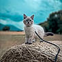 cat, hay_bale, outdoor, animal, leash, field, sky, nature, feline, curious, fluffy, standing, blue_sky, greenery, farm, pet, mammal, daytime, grass, landscape