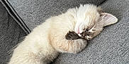 Loky a rejoint le concours — aidez-le/la à gagner de superbes lots ! kitten, cat, sleeping, nap, furry, cozy, couch, grey, soft, relaxed, pet, animal, cute, paw, tail, indoor, comfort, domestic, resting, fur